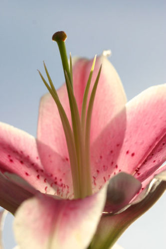 Lily 3